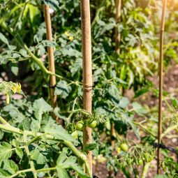 Windhager tonkinstaven plantsteun bamboe 4