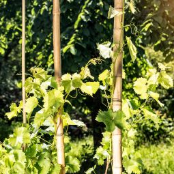 Windhager Bamboe-plantsteun 250x4,5-6 cm 3