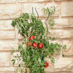 Windhager Tomaten-Spiralstab 100 cm, groen, 3