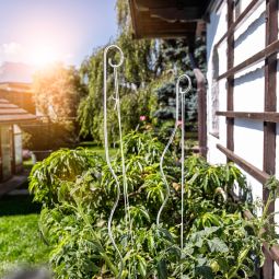 Windhager tomatentorspirale met haken 180 3