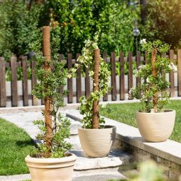 Windhager Kokos-Plantenstok verlengbaar 7