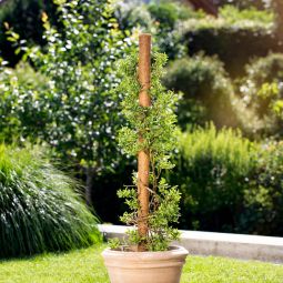 Windhager Kokos-Plantenstok verlengbaar 3