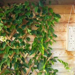 Windhager houten rankhilfe plantensteun rosterwerk 5
