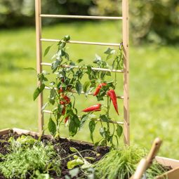 Windhager houten plantensteun ladder 7