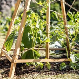 Windhager houten rankhilfe Tipi 75x75x145 6