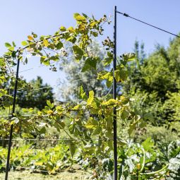 Windhager roestvrijstalen kabel-plantensteun 5