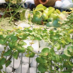 bellissa steenkorf verhoogde vijver tuinvijver 7