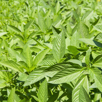 Juteplant