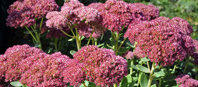 Sedum