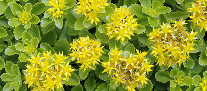 Altijdgroen