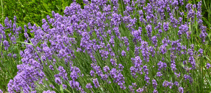 Lavendel